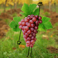 En Septembre, le raisin est à l'honneur chez Biocoop